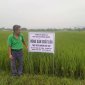 Mô hình trồng lúa theo tiêu chuẩn Vietgap trên địa bàn xã Đồng Lợi ,huyện Triệu Sơn của HTXDV Nông nghiệp xã Đồng Lợi.
