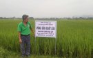 Mô hình trồng lúa theo tiêu chuẩn Vietgap trên địa bàn xã Đồng Lợi ,huyện Triệu Sơn của HTXDV Nông nghiệp xã Đồng Lợi.